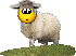 schaf