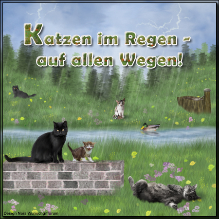 katzen_im_regen