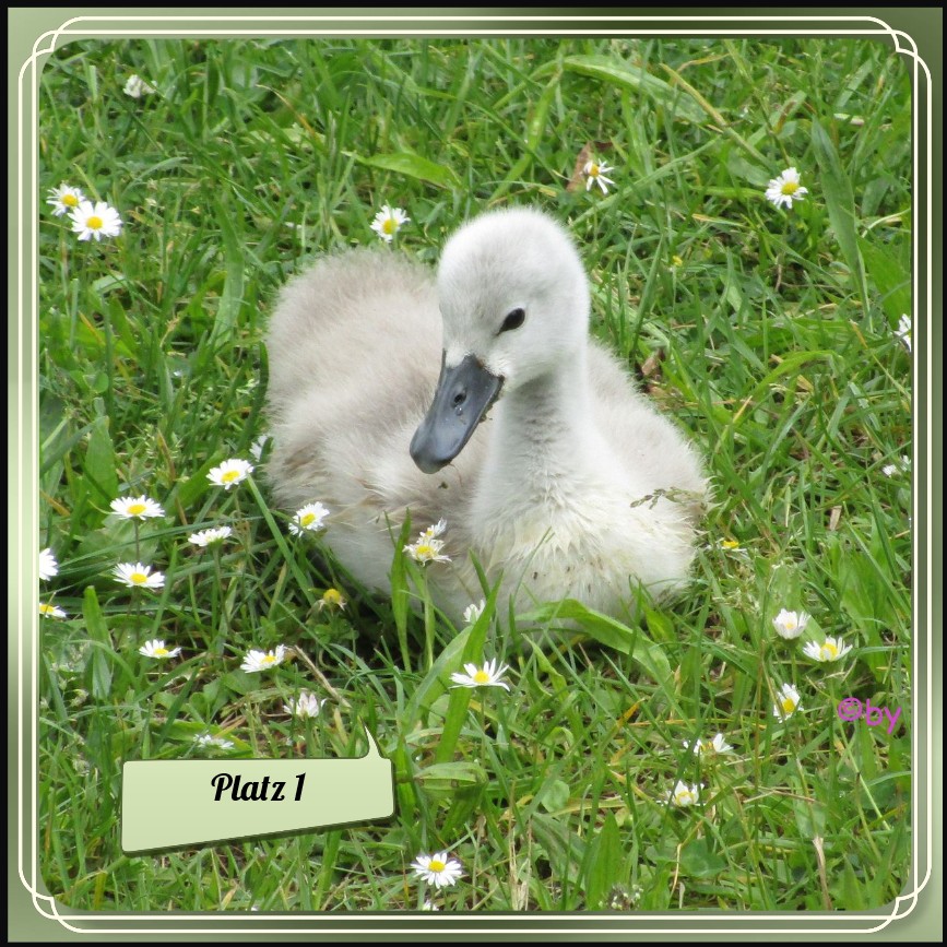 Platz 1 (3).jpg
